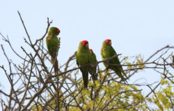 Loros típicos del lugar