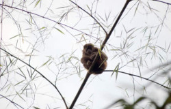 Mantelbrüllaffen im Bambuswald
