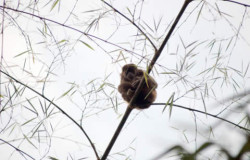 Los monos aulladores en el bosque