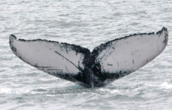 Fluke of a humpback whale