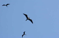 Frigate birds in flight