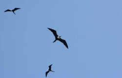 Las gaviotas sobrevolando el área