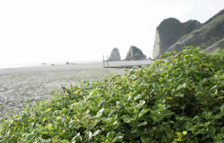 Die Vegetation vor dem Strand