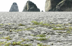 Vegetation in front of the beach