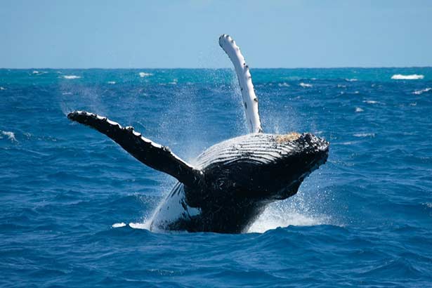 avistamiento de ballenas jorobadas ecuador 2023