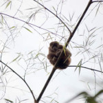 Observación de los monos aulladores en el Bosque de Pacoche