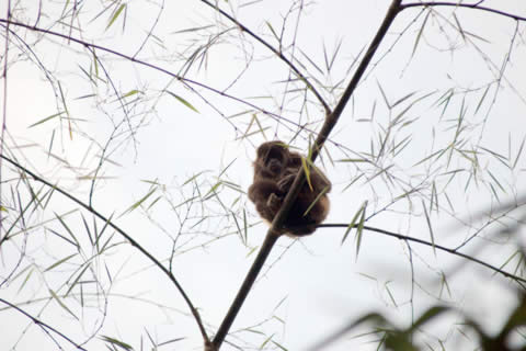 monos-aulladores-bosque-semihumedo-pacoche-san-lorenzo-manta-manabi-ecuador