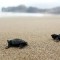 nacimiento-tortugas-marinas-eclosion-san-lorenzo-manta-ecuador