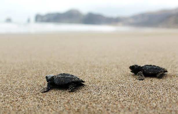 nacimiento-tortugas-marinas-eclosion-san-lorenzo-manta-ecuador